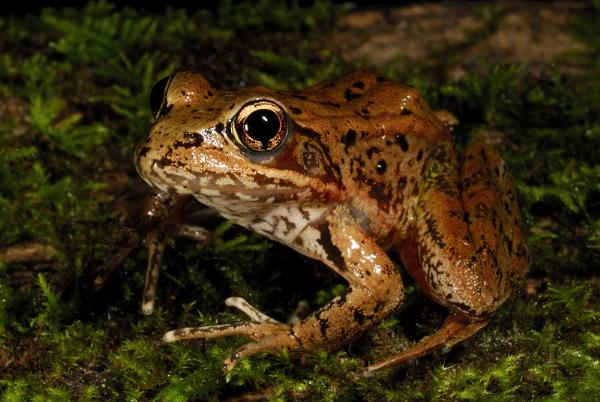 Photo of Lithobates sylvaticus by <a href="http://www.michaelbromm.com">Michael Bromm</a>